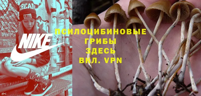 KRAKEN ТОР  Баймак  Псилоцибиновые грибы Magic Shrooms  сколько стоит 